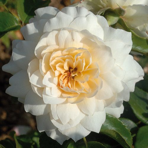 Rosen Online Shop - floribundarosen - gelb - Rosa Nadine Xella-Ricci™ - stark duftend - Dominique Massad - Dank ihren eleganten, cremefarbenen, etwas spitzen Blütenblättern, ähneln sich ihre Blüten etwas der Dahlie.
